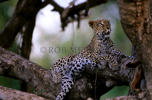 LeopardSamburu_001
