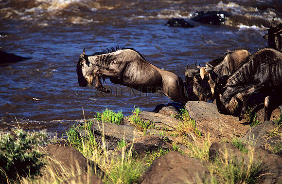 WildebeestMara_004