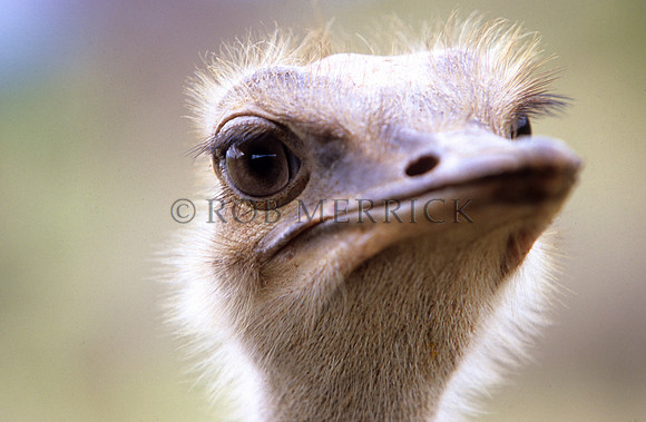 OstrichLewa_008