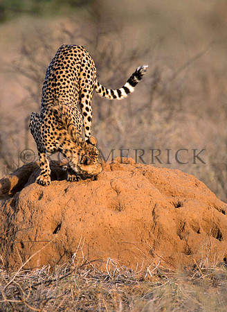 CheetahSamburu_003