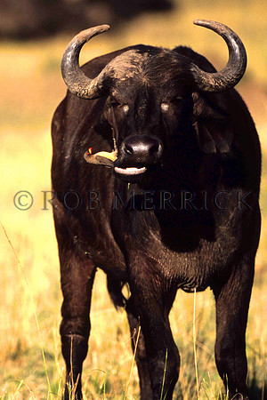 CapeBuffaloMara_002