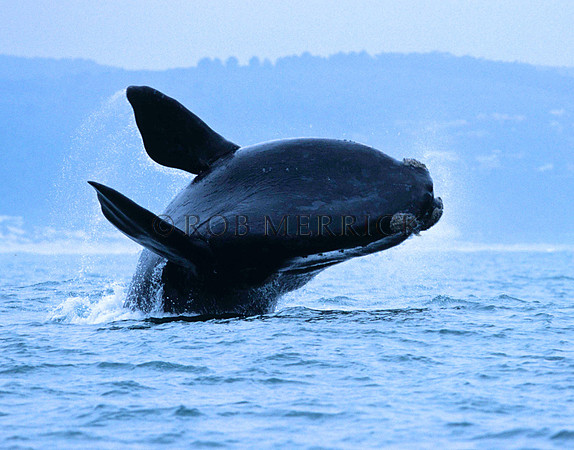 RightWhaleHermanus_002