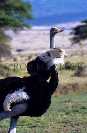 OstrichLewa_001