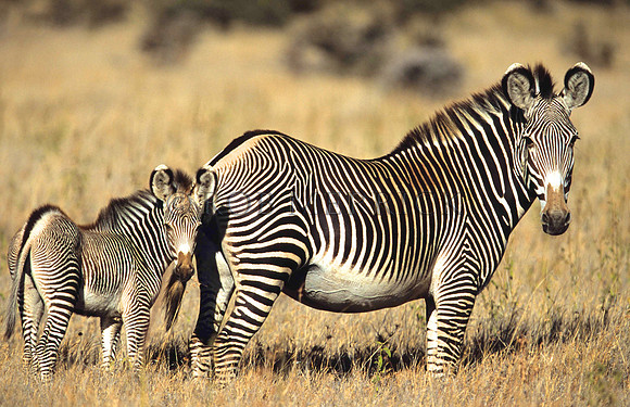 Grevy'sZebraLewa_006