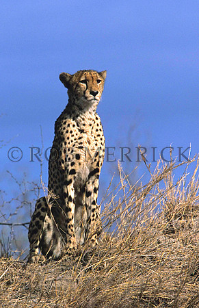 CheetahLondolozi_002
