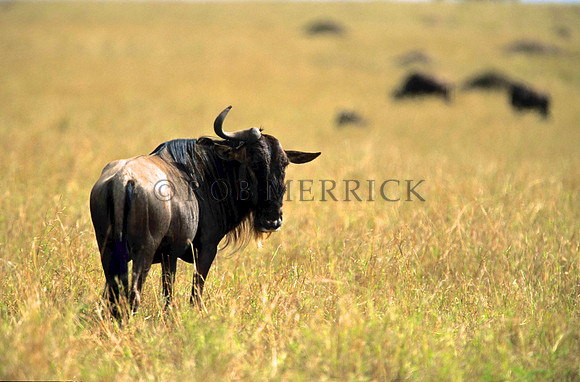 WildebeestMara_012