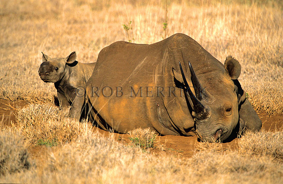 BlackRhinoLewa_032