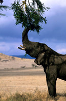 ElephantLewa_006