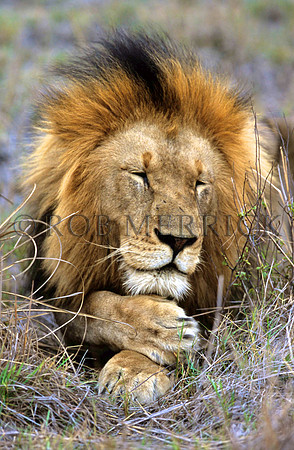 LionPhinda_003