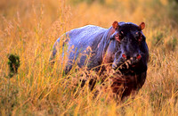 HippoMara_005