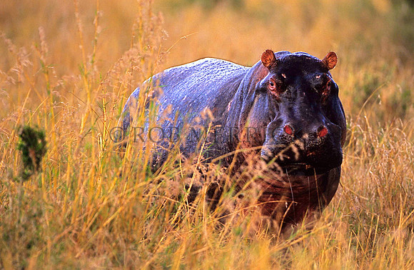 HippoMara_005