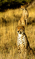 CheetahLewa_007