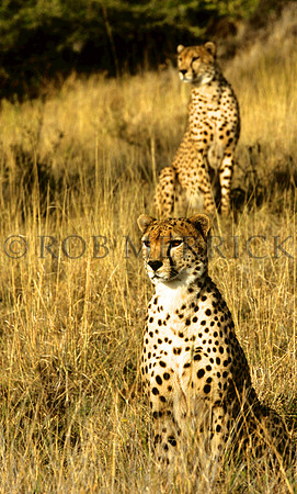 CheetahLewa_007