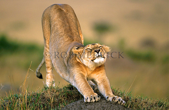 LionMara_030