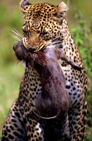 LeopardMara_008