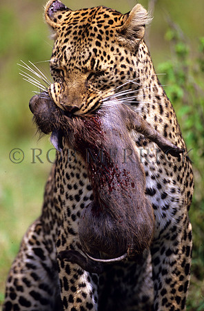 LeopardMara_008