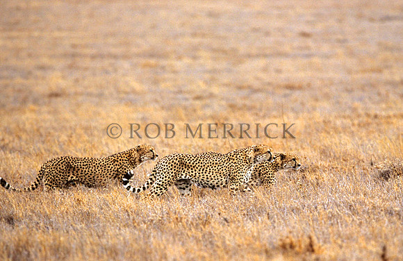 CheetahLewa_039