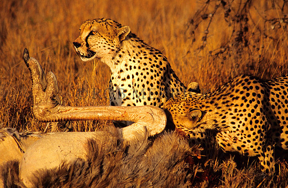 CheetahLewa_018