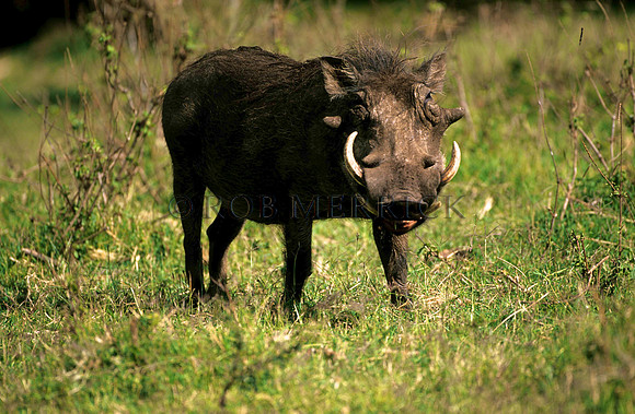 WarthogMara_004