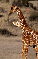 GiraffeLewa_018