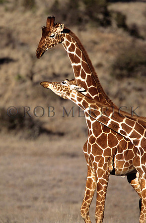 GiraffeLewa_018