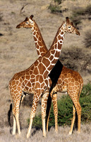 GiraffeLewa_017