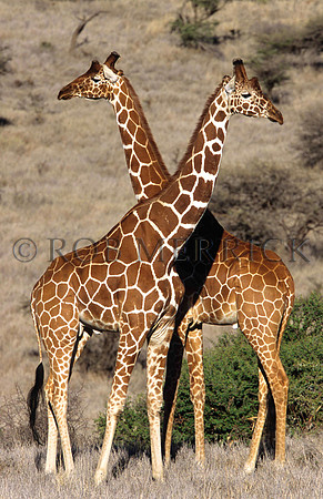 GiraffeLewa_017