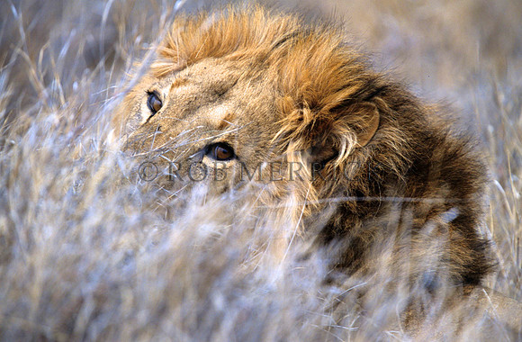 LionLewa_018