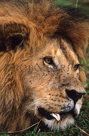 LionMara_042