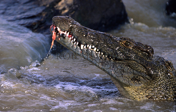 CrocMara_004
