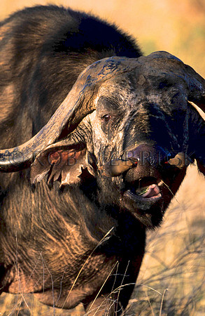 CapeBuffaloSamburu_001