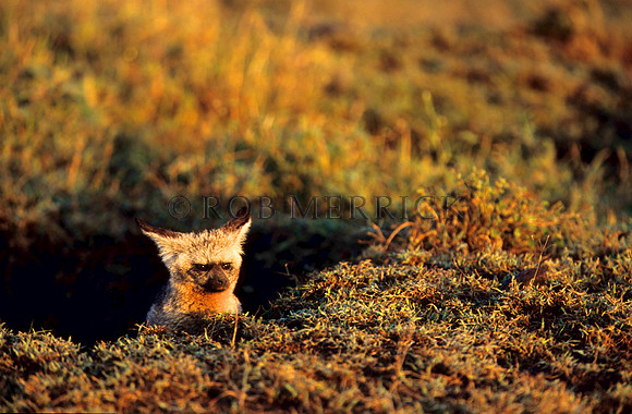BatEaredFoxMara_001
