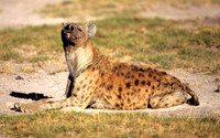 HyenaAmboseli_006