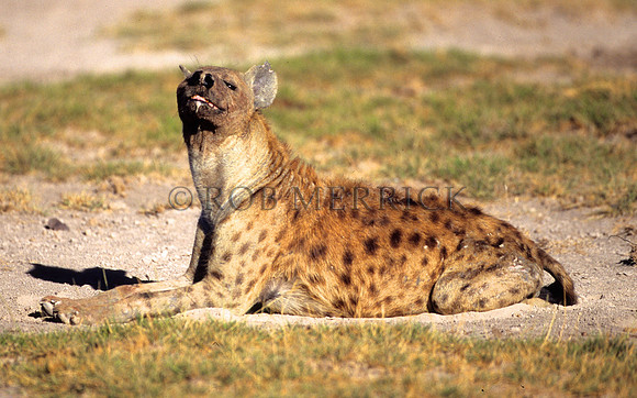 HyenaAmboseli_006