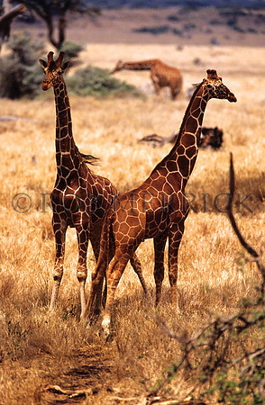 GiraffeLewa_013