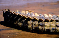CrocSamburu_002