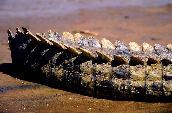 CrocSamburu_002