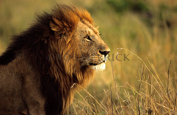 LionMara_025