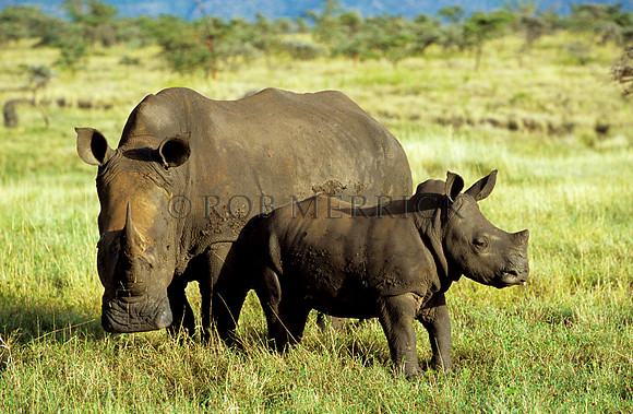 WhiteRhinoLewa_001