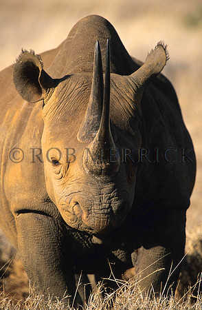 BlackRhinoLewa_028
