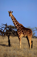 GiraffeLewa_014