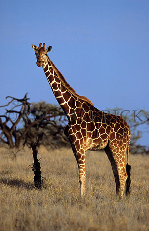 GiraffeLewa_014