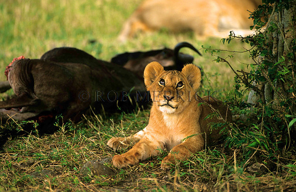 LionMara_026