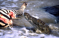 CrocMara_002