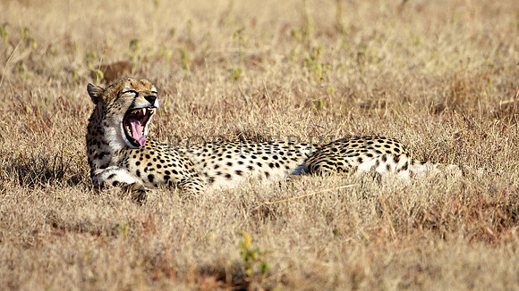 CheetahLewa_033