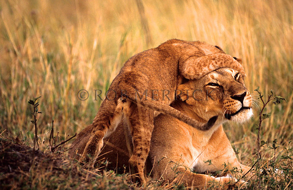 LionMara_031
