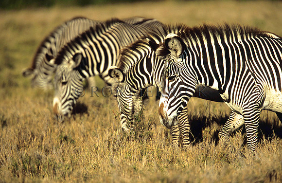 Grevy'sZebraLewa_004