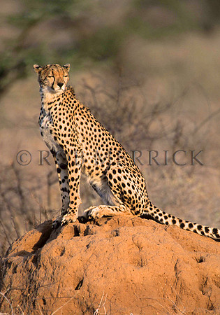 CheetahSamburu_001