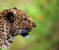 LeopardMara_006