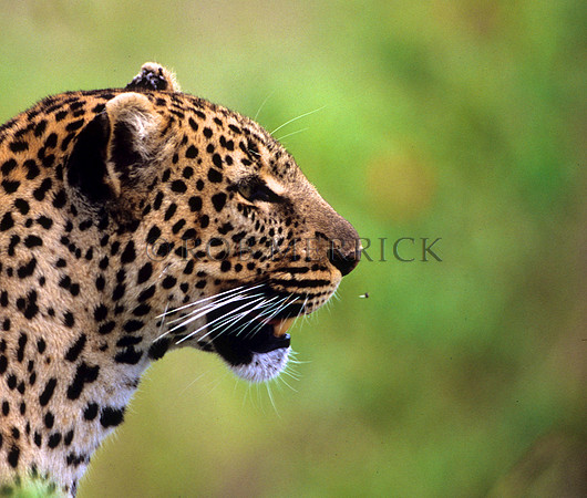 LeopardMara_006